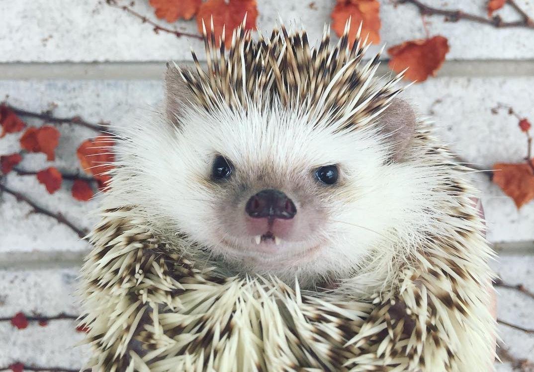 Американский еж