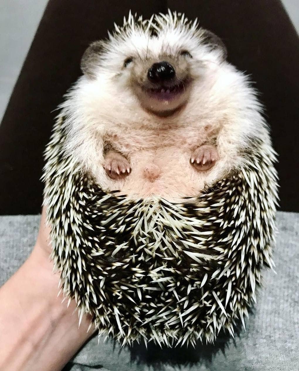 Обкуренный Ёжик