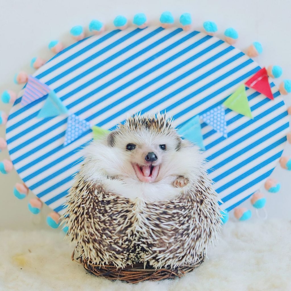 Ежик вампир