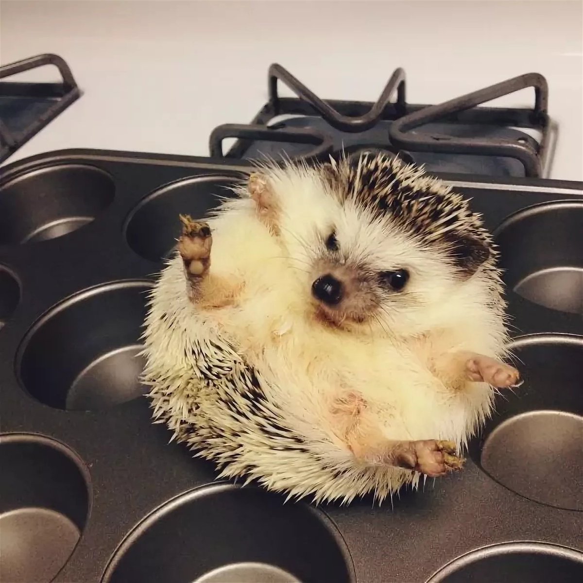 Страшный Ежик