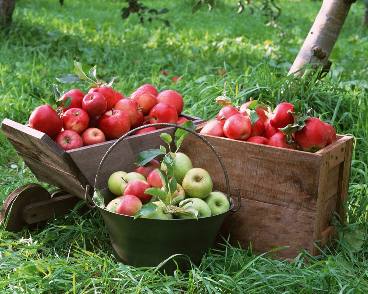 Летний урожай