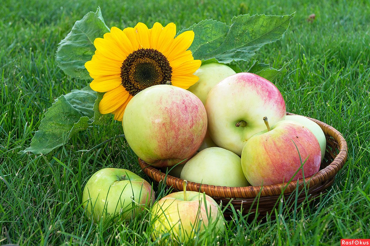 Лето яблоки