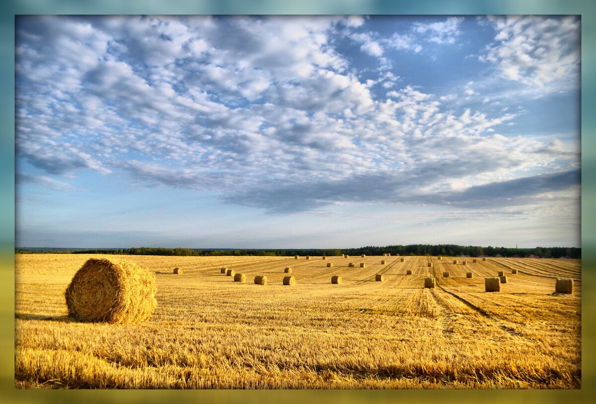 Август поле пейзаж