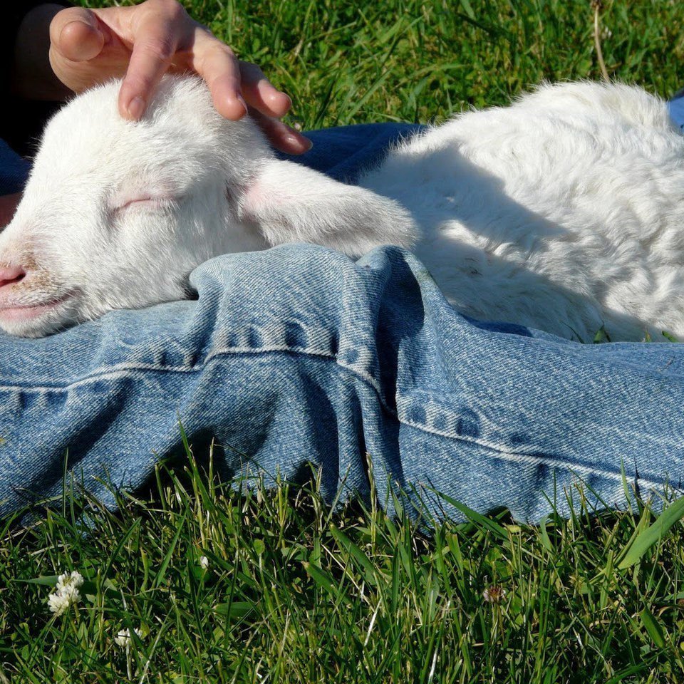 Овечка мультяшная