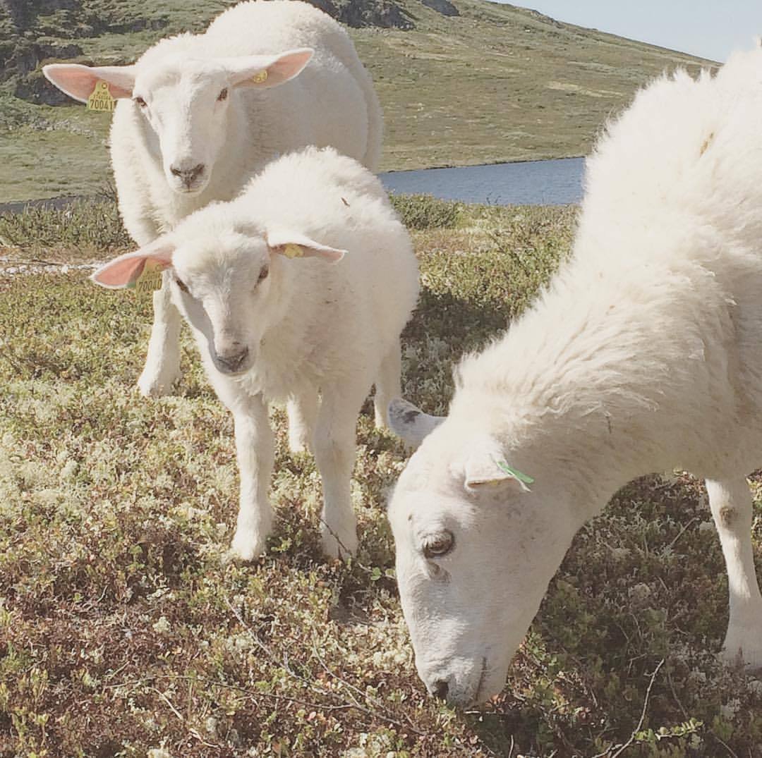 Барашек мультяшный