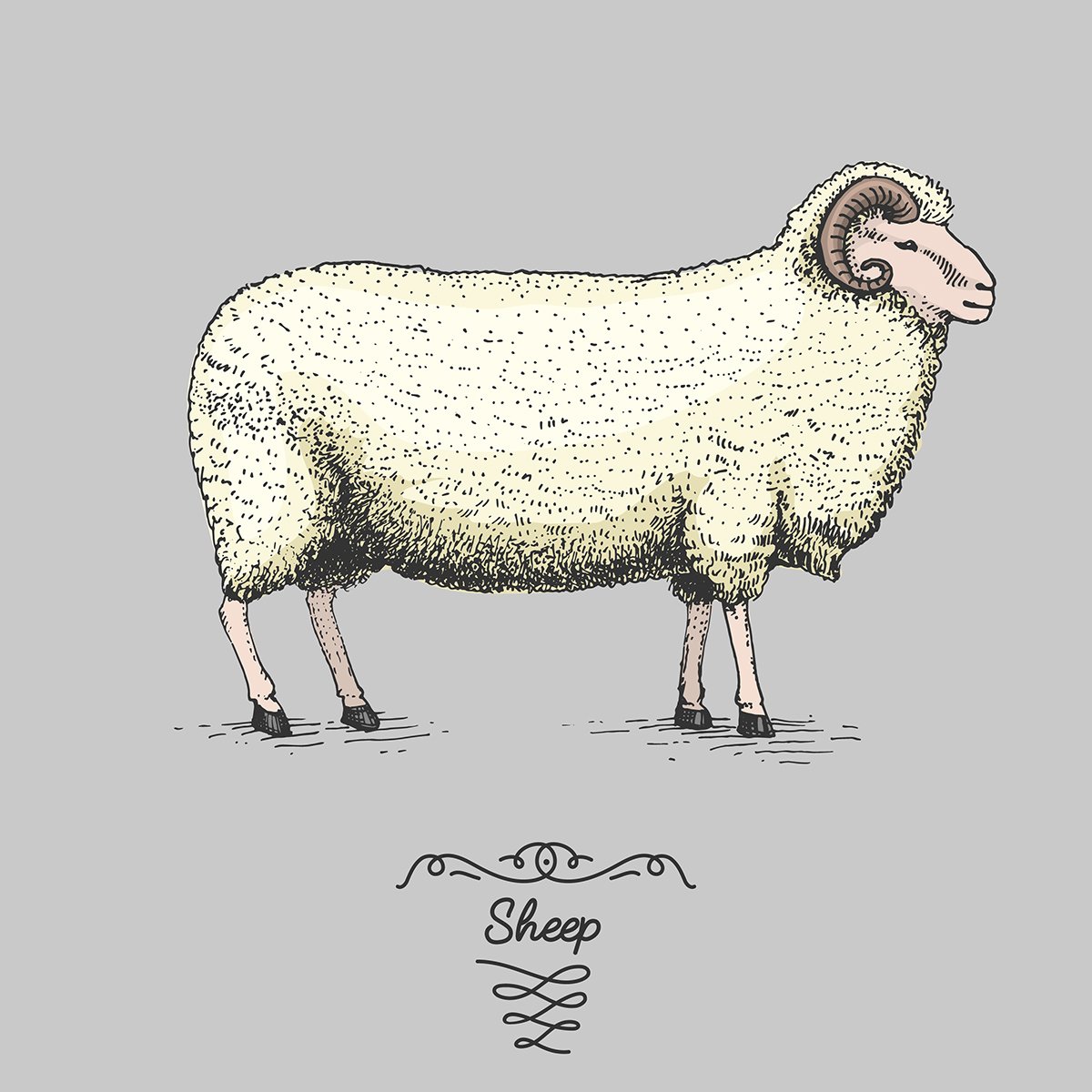 Баран на белом фоне для детей