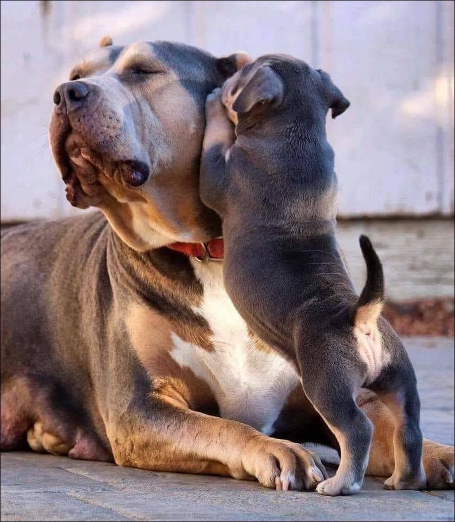 Дюдюка Барбидокская герои