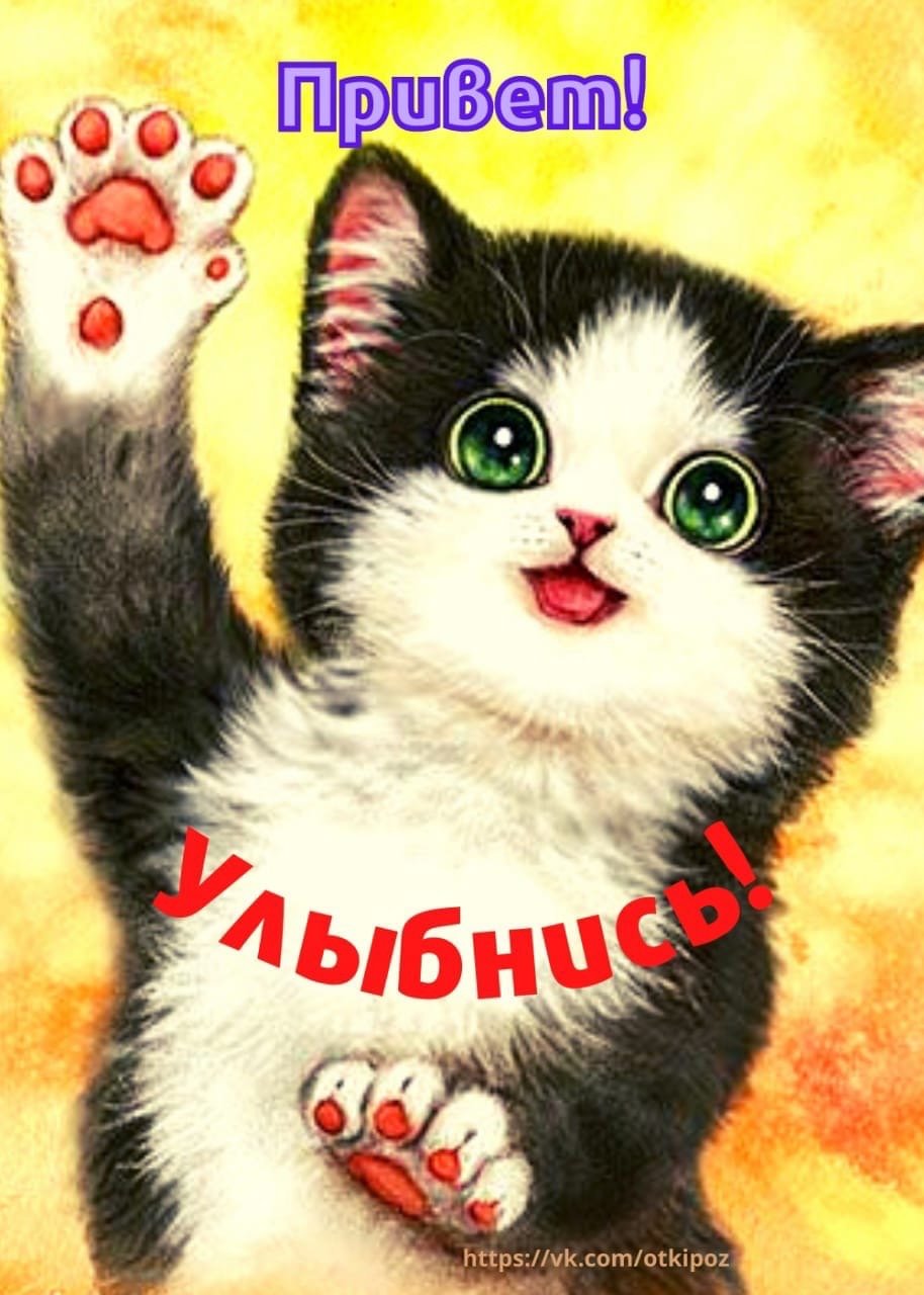 Кот привет