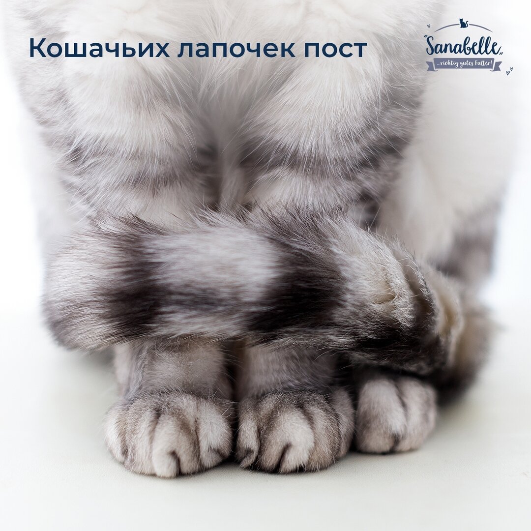 Котик лапочка