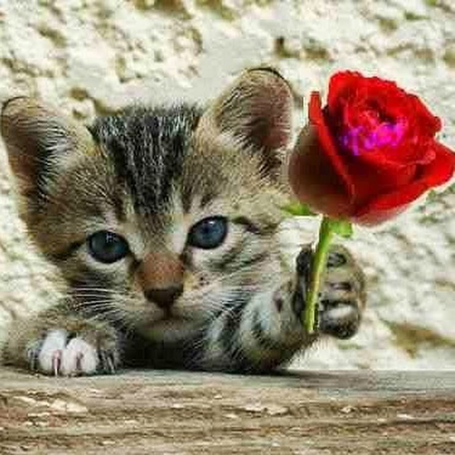 Котенок с цветком в зубах