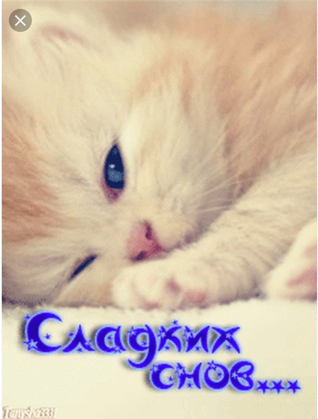 Котенок. Спокойной ночи!