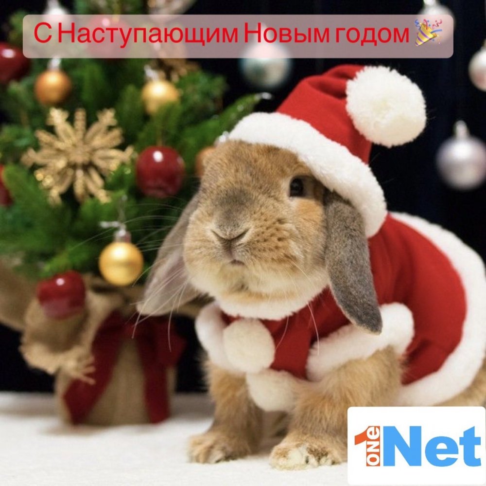 Кролик в подарочной коробке