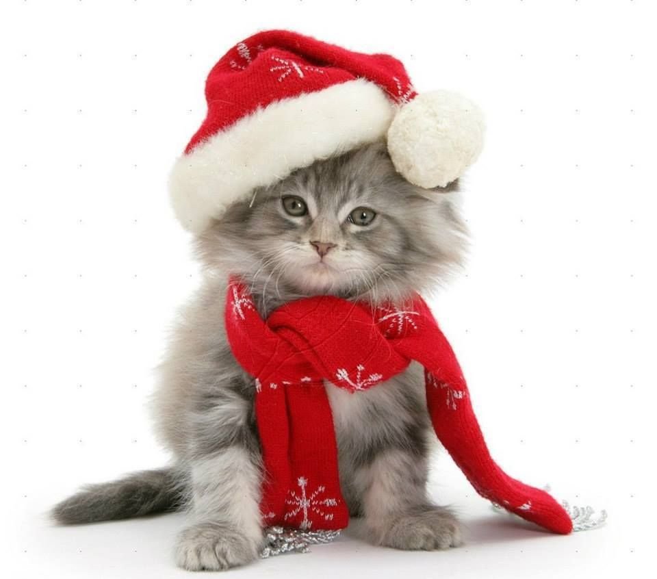 Новогодний котенок на прозрачном фоне