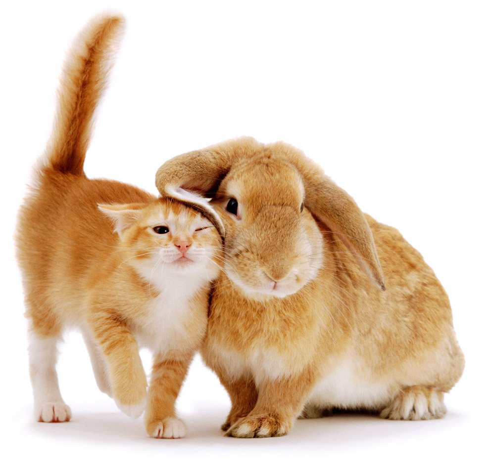 Кот и кролик картинки новогодние