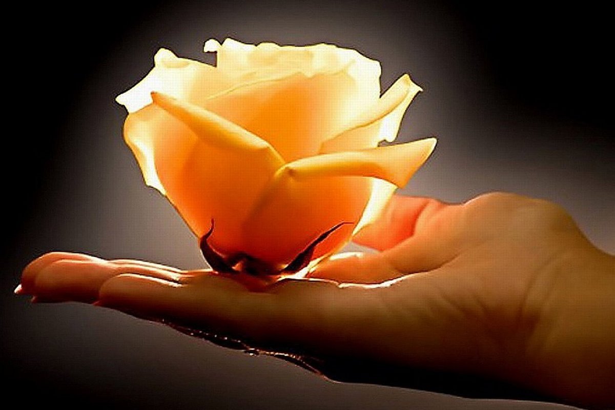 Картинка аумин цветы