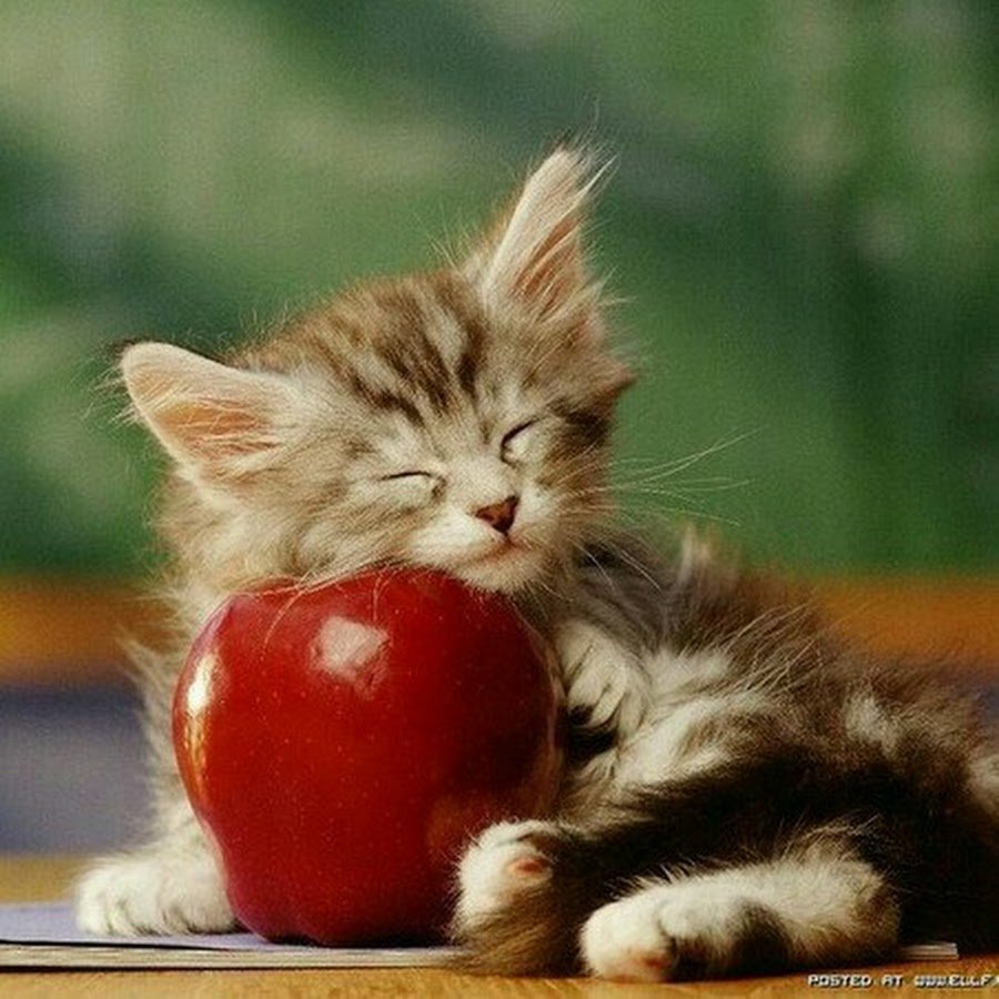 Кот в яблоках