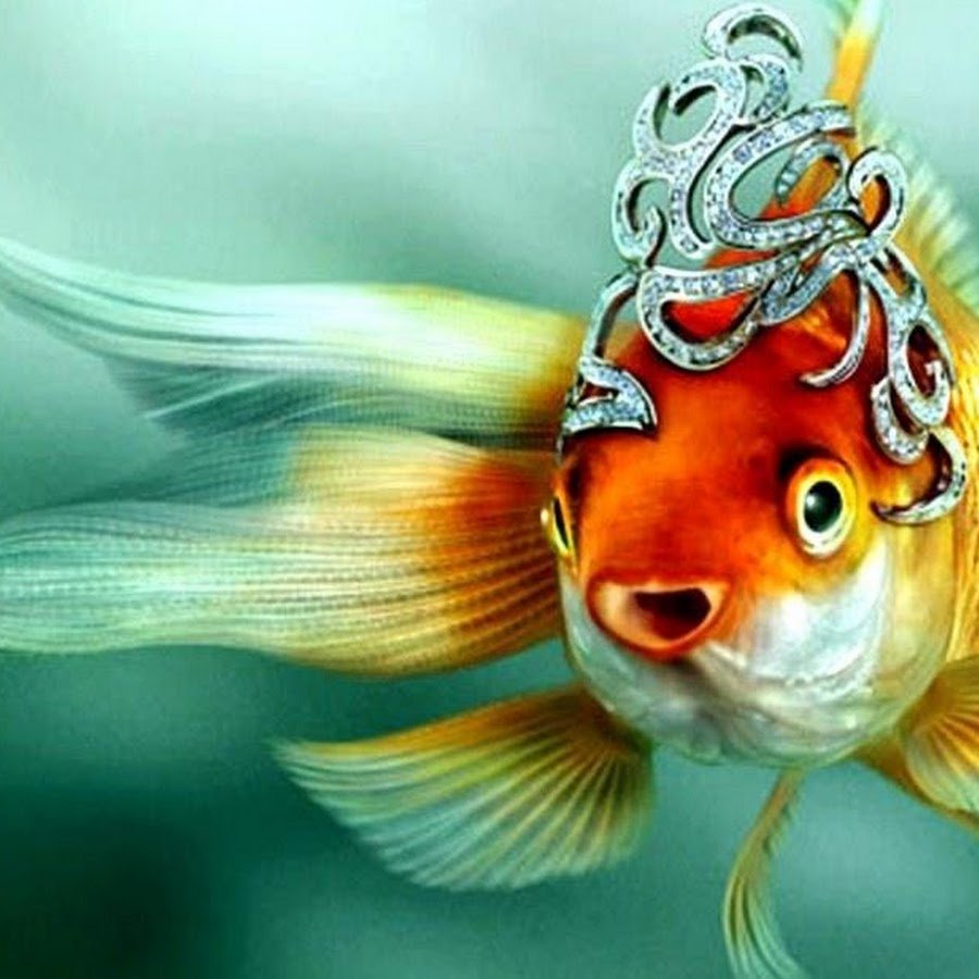 Золотая рыбка