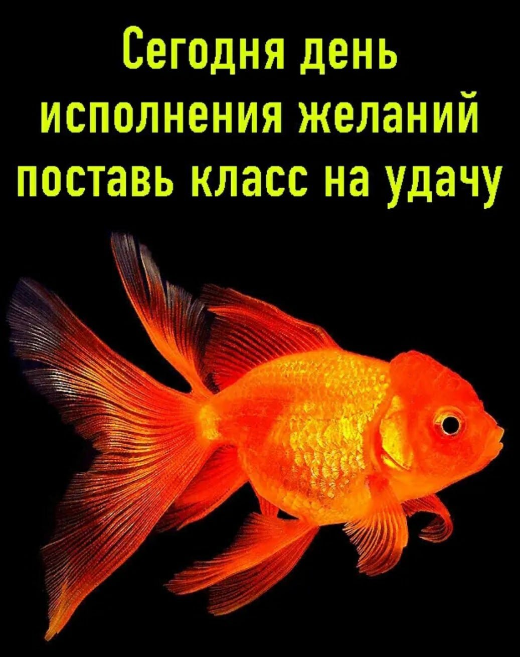 Золотая рыбка