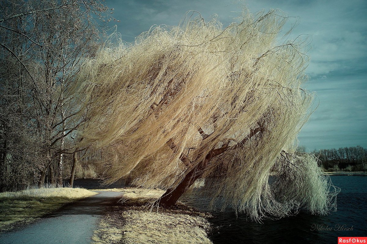 Ветер в ивах