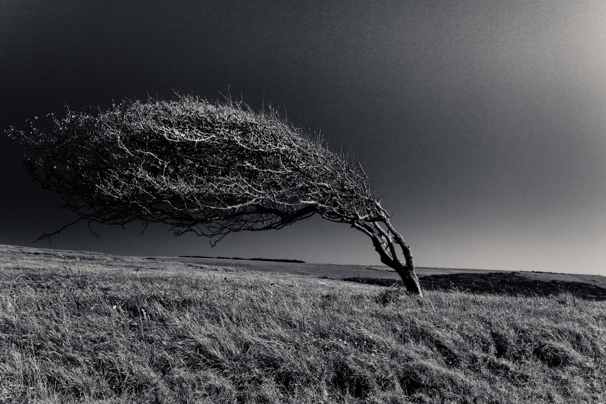 Дерево под ветром