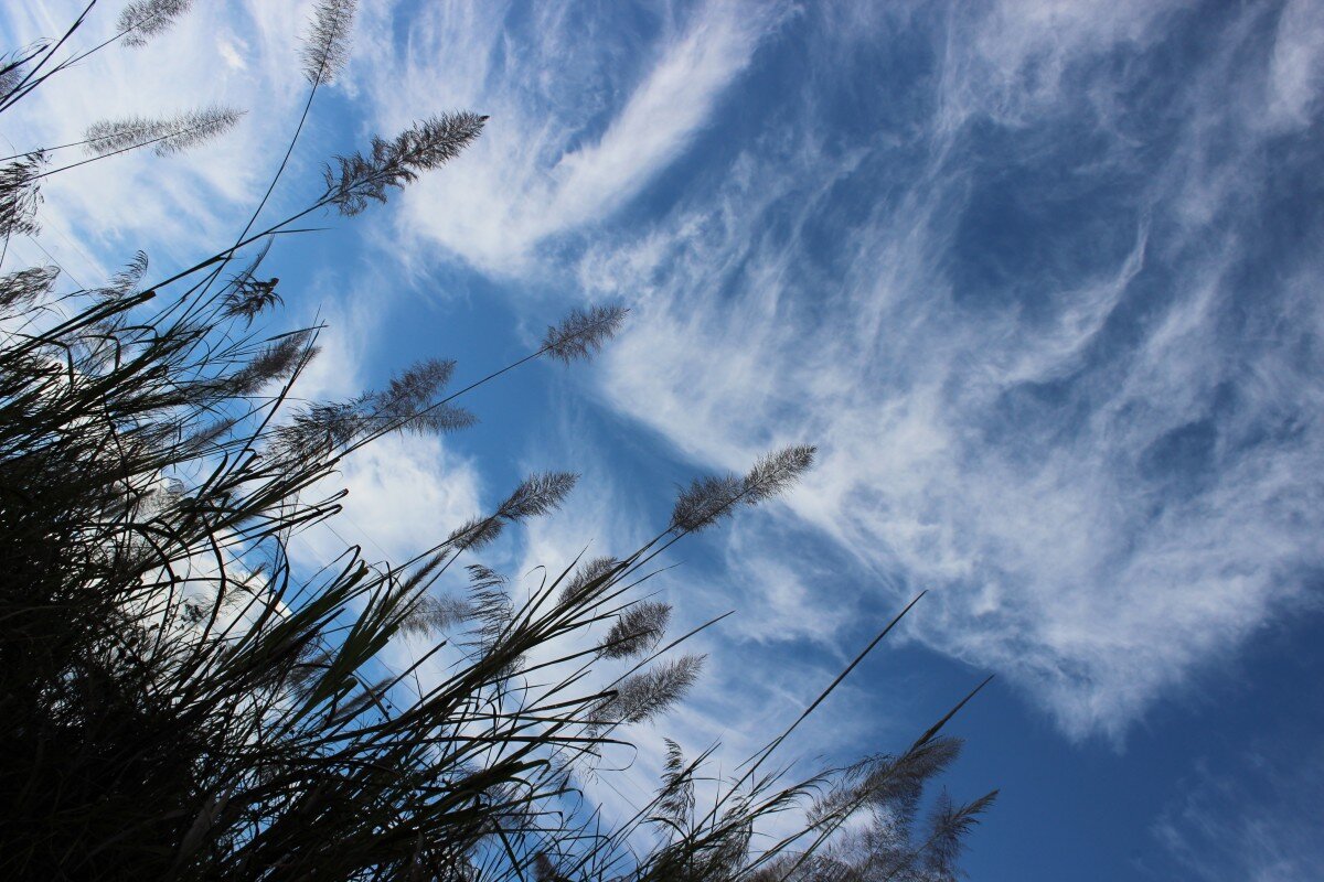 Сильный ветер