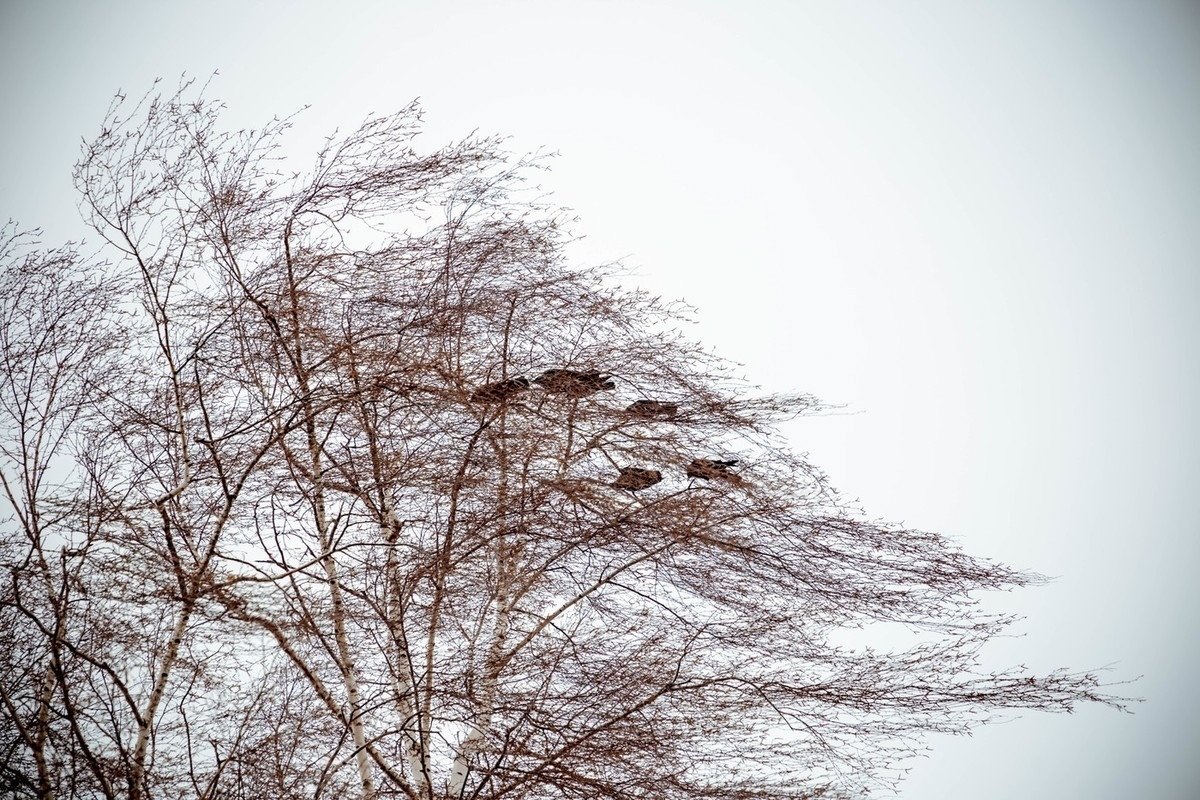 Резкое кратковременное усиление ветра