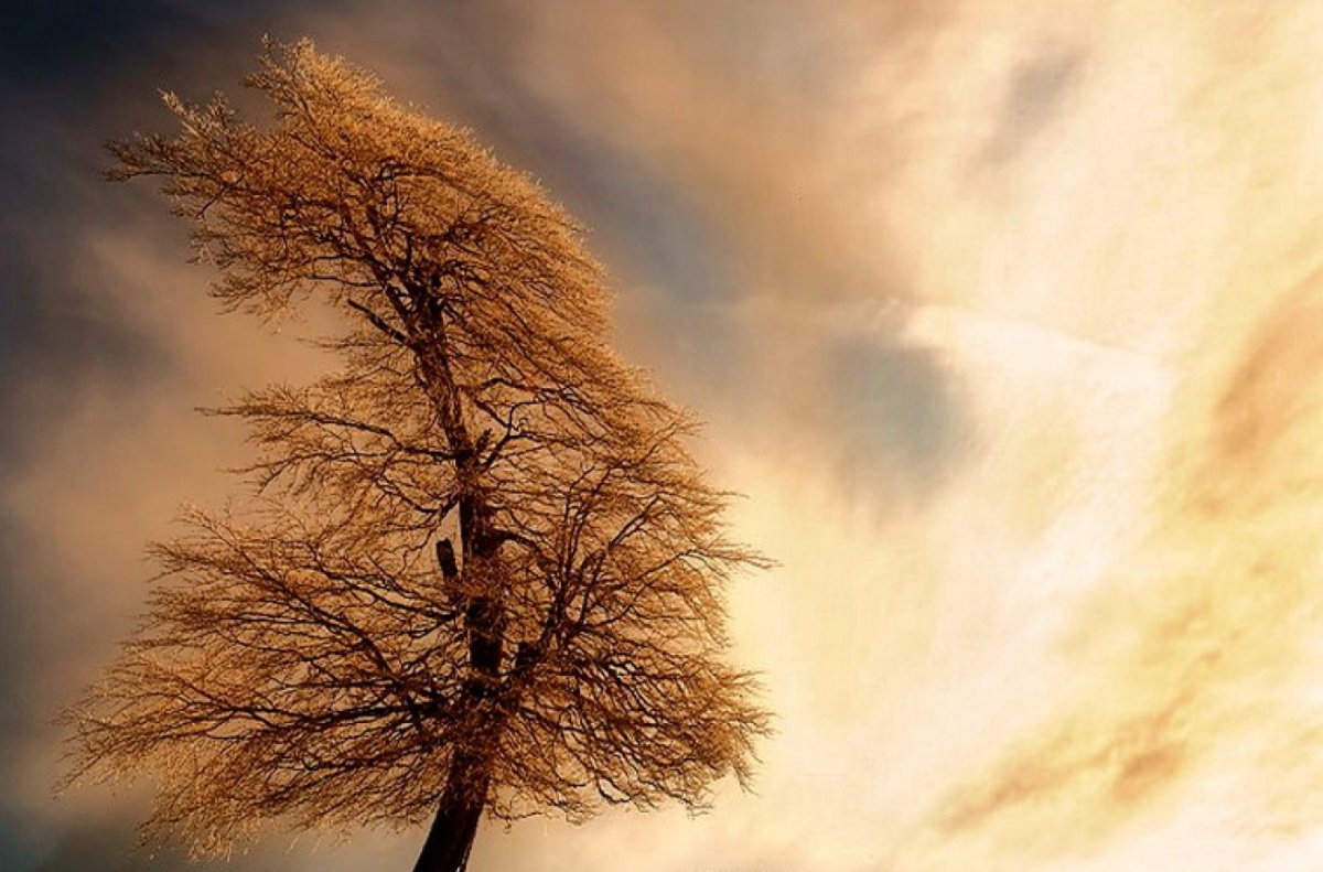 Сильный ветер деревья