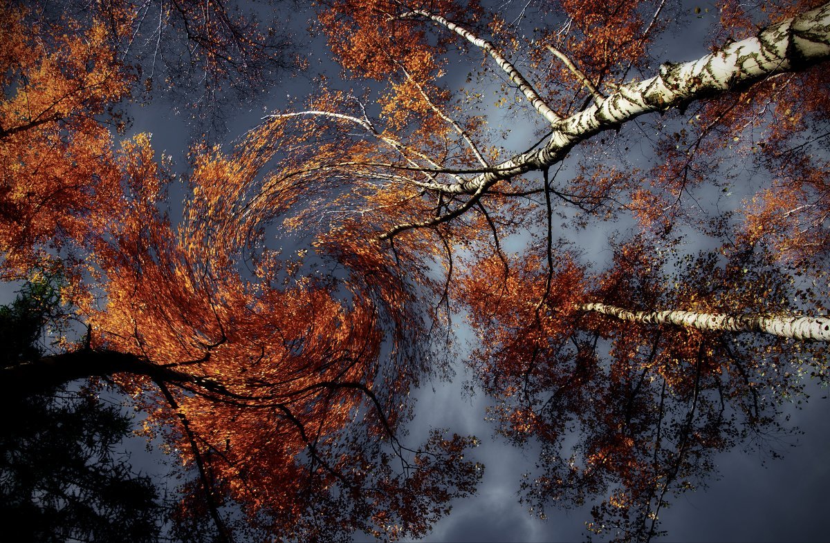 Ветер в осеннем лесу