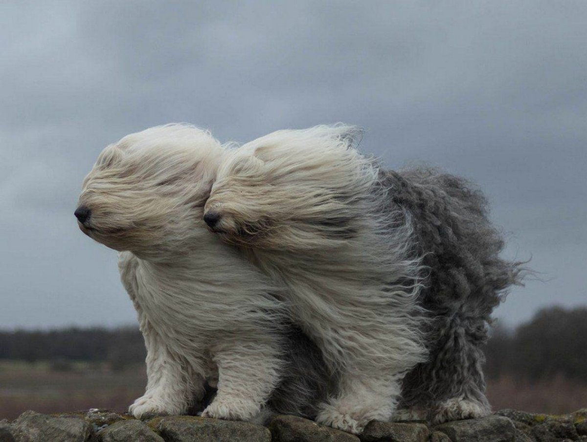 Собака на ветру