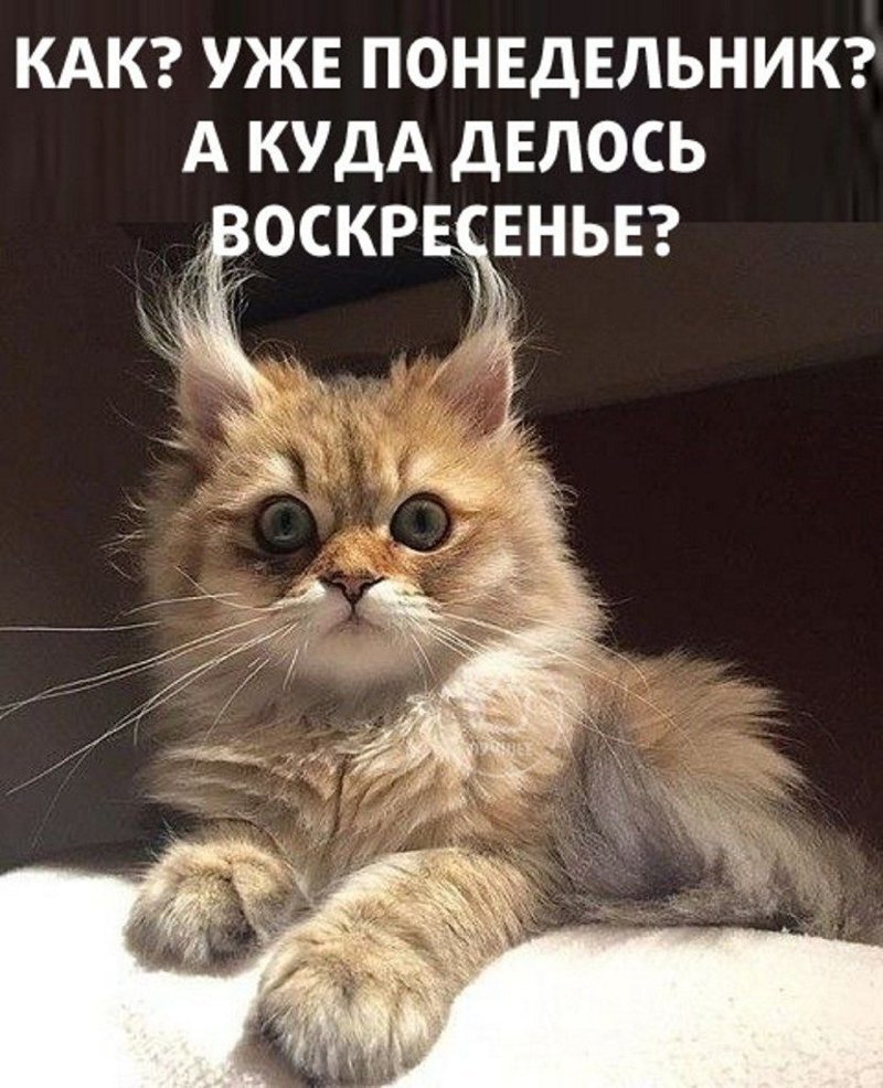 Котики смешные