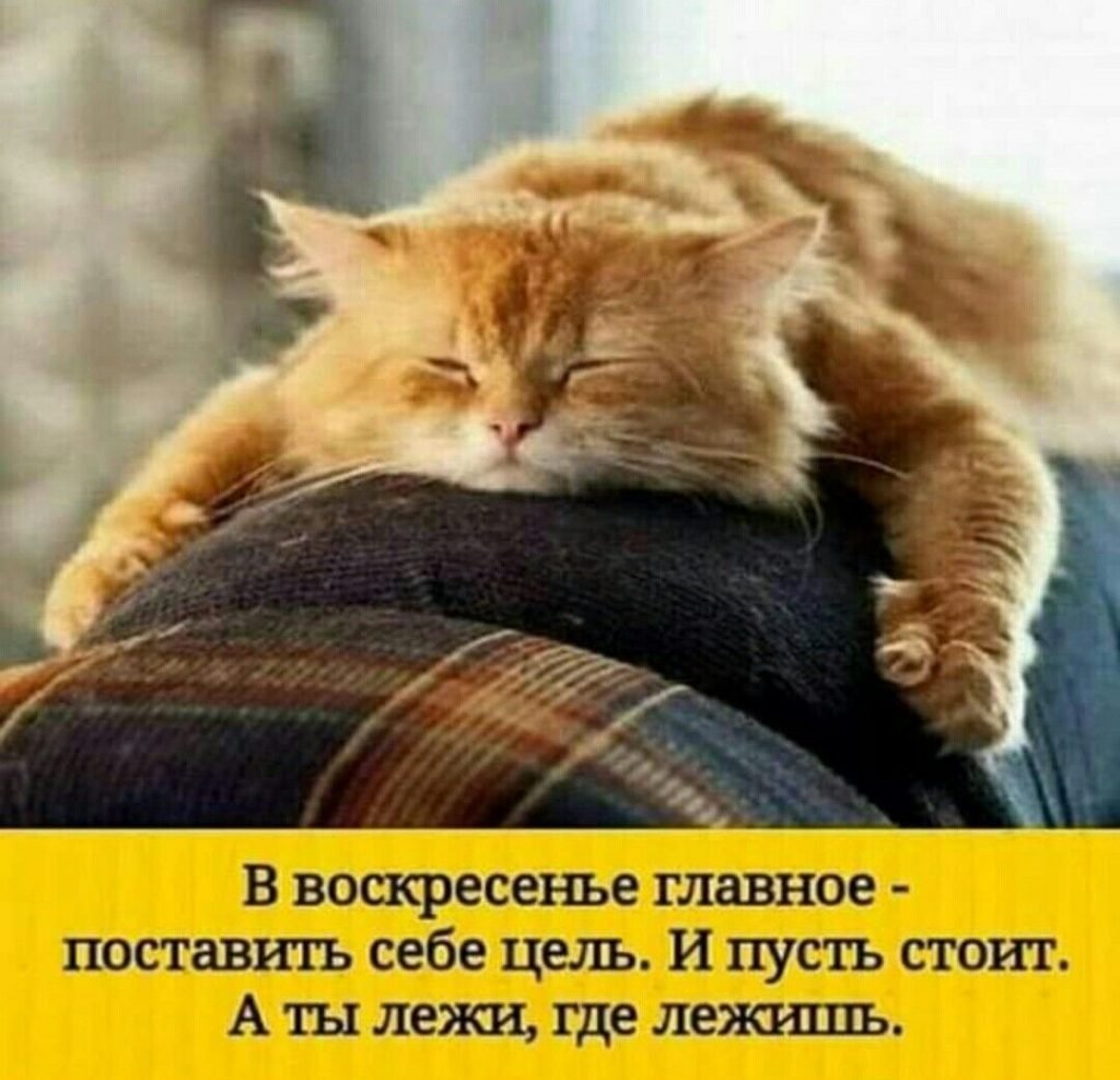 Коты в воскресенье