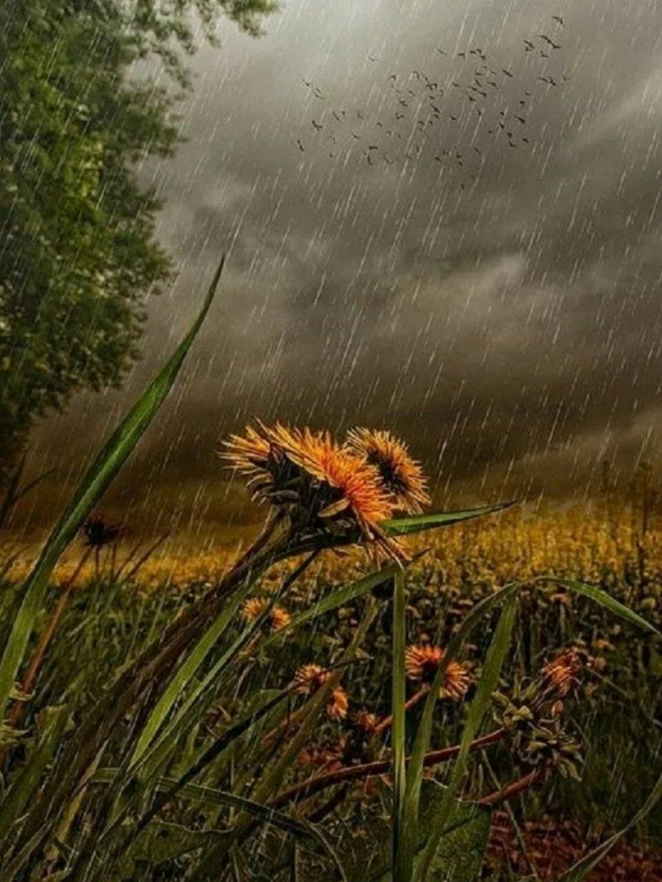 Пасмурный день