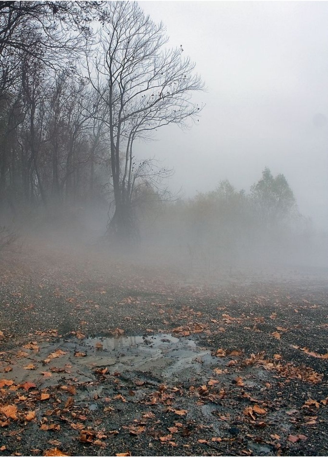 Осень туман