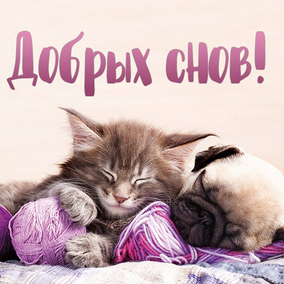 Добрых снов с животными
