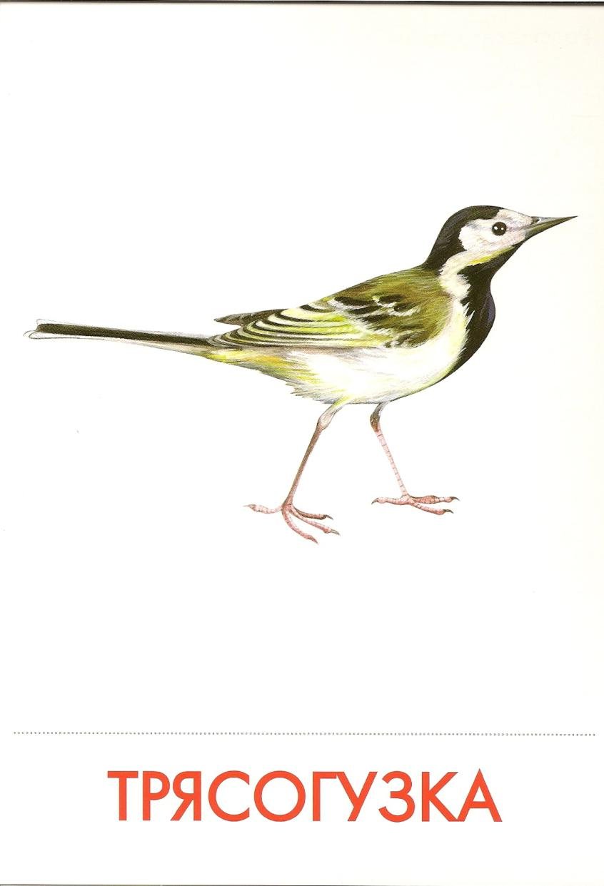 Карточки Домана трясогузка