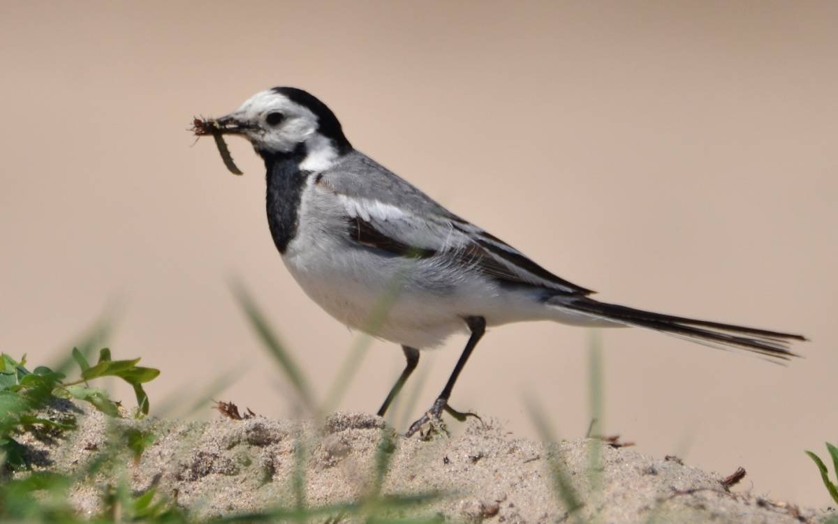 Трясогузка раскраска