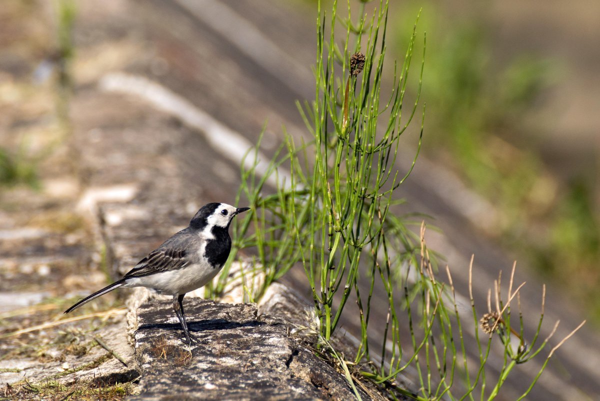 Трясогузка ледоломка