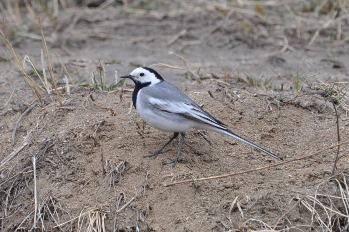 Бальмонт трясогузка