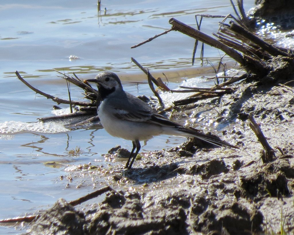 Трясогузка для детей