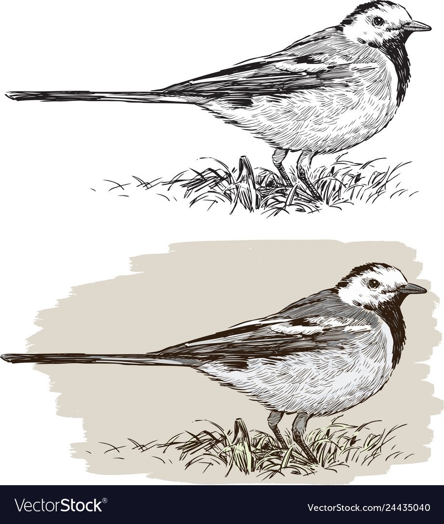 Птица желтая трясогузка