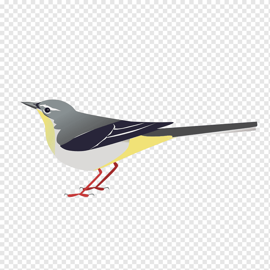 Трясогузка Перелетная