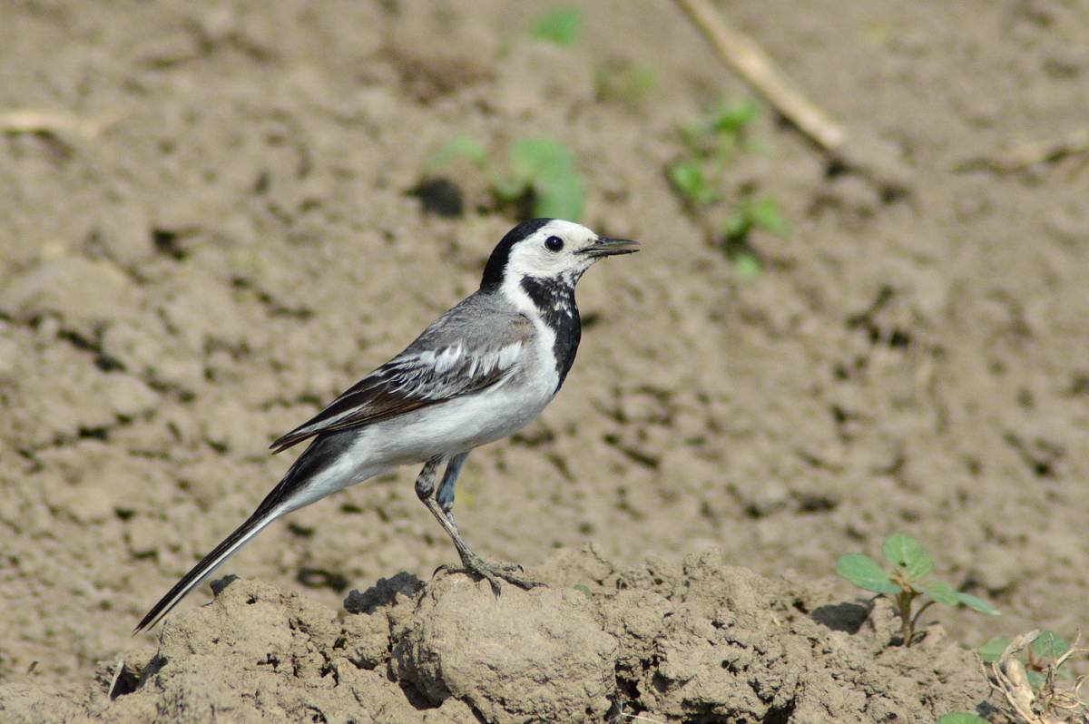 Трясогузка Крымская