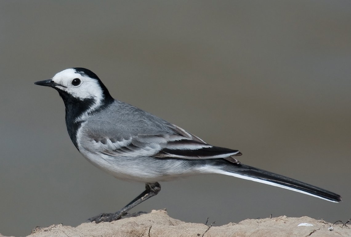 Трясогузка в Беларуси