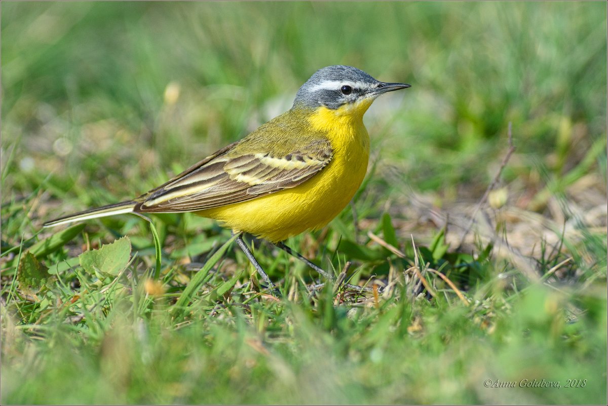 Трясогузка Перелетная птица