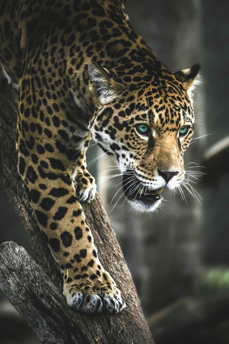 Тигр леопард гепард Ягуар