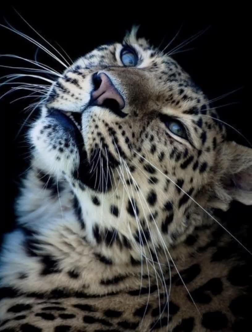 Леопард Ягуар Барс