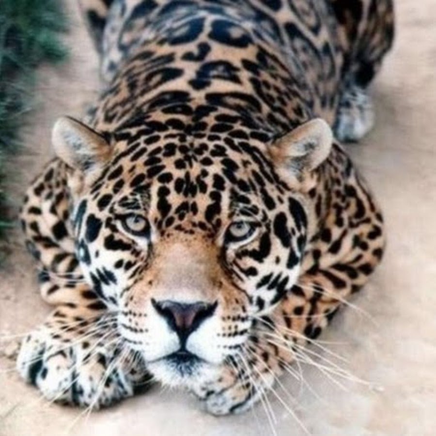 Леопард перед прыжком