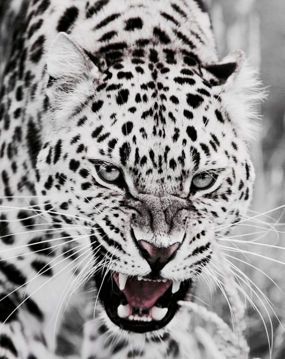 Леопард снежный Барс Ягуар