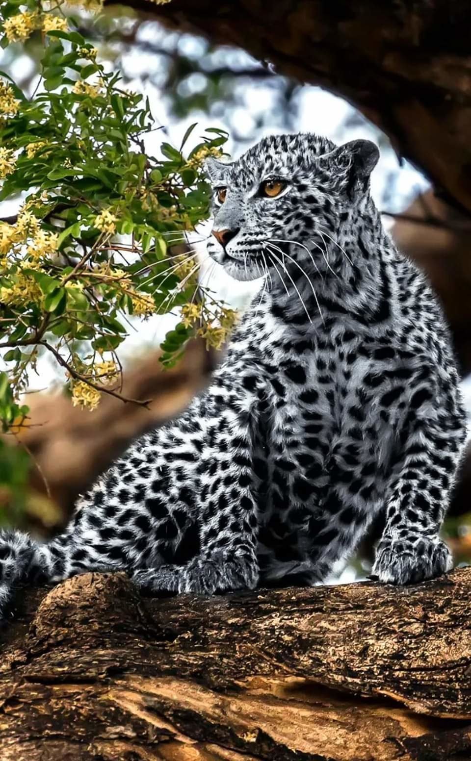 Берберийский леопард