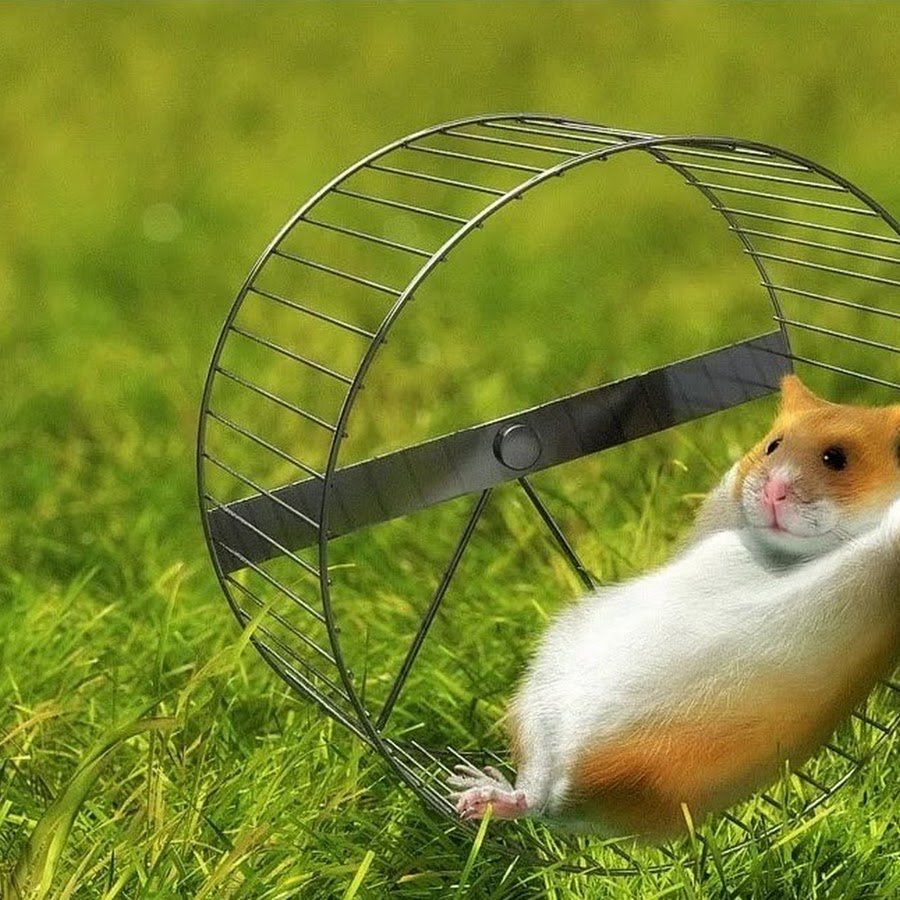 Хомяк отдыхает